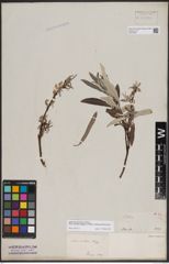 Foto von Salix candida Flüggé ex Willd. x Salix petiolaris Sm.